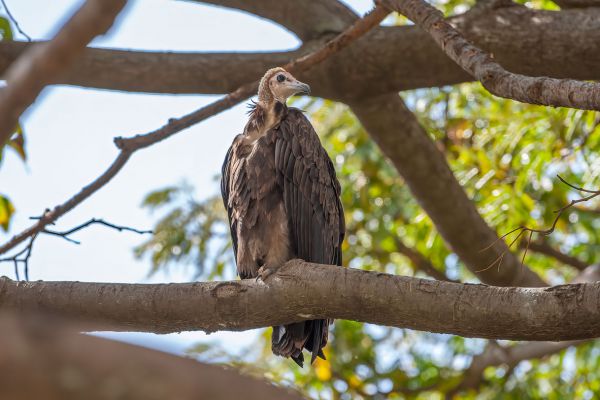 Hooded Vulture