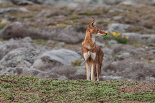 Ethiopian wolf