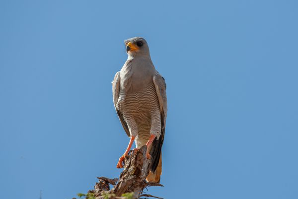 Eastern Chanting-Goshawk