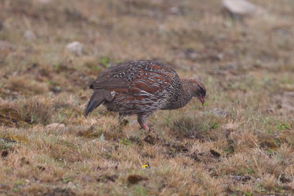Harwood's Francolin
