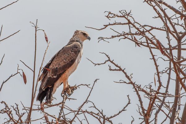Martial Eagle