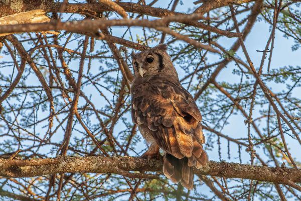 Verreaux's Eagle-Owl