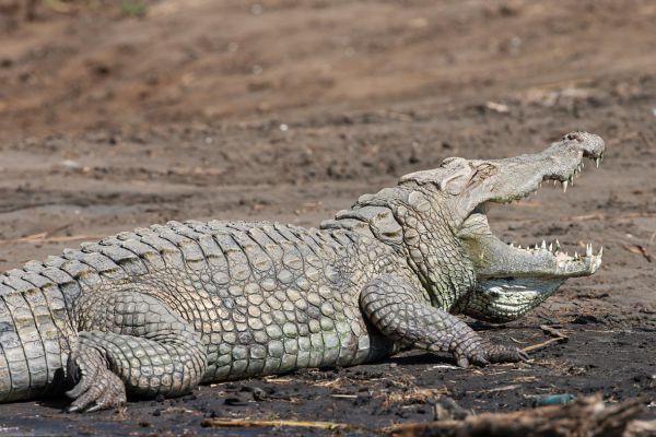 Nile crocodile can grow up to 5-6m in length