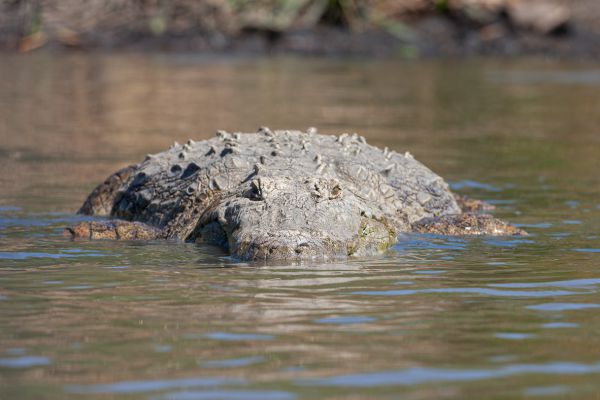 Nile crocodile can grow up to 5-6m in length