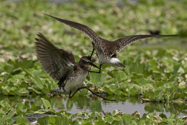 Common Greenshank