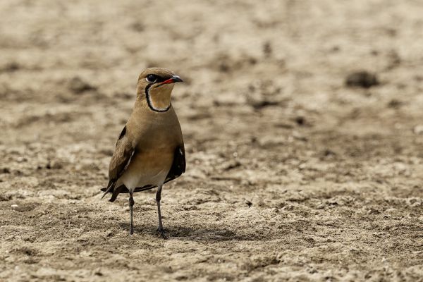 Collared Pratincole