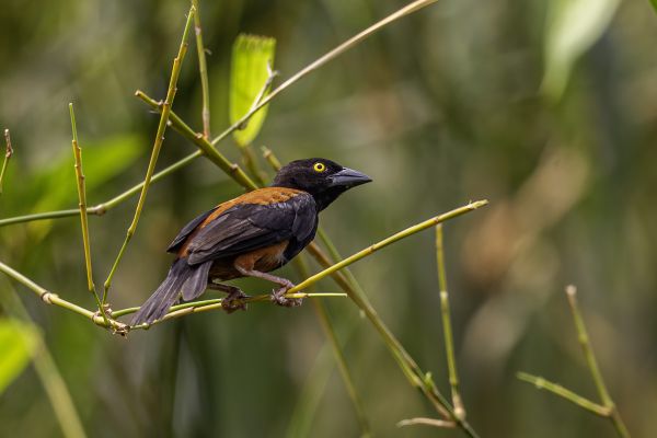Viellot''s black weaver