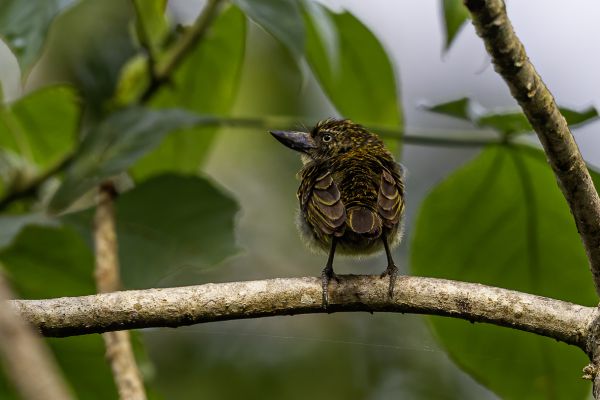 Hairy-breasted barbet