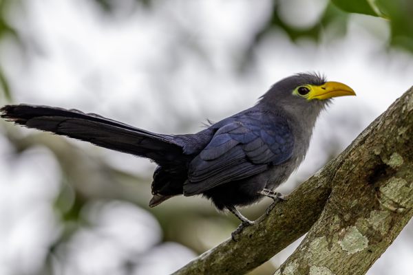 Blue Malkoha