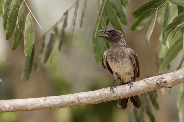 Garden Bulbul