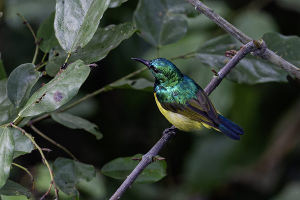 Collared Sunbird