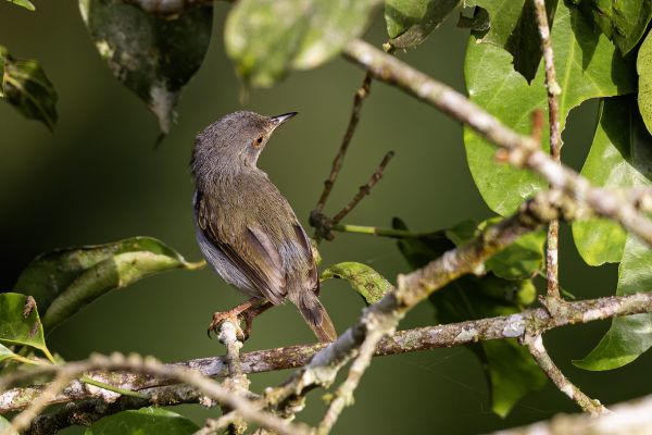 Bleating Camaroptera