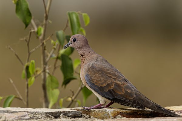 Laughing Dove 