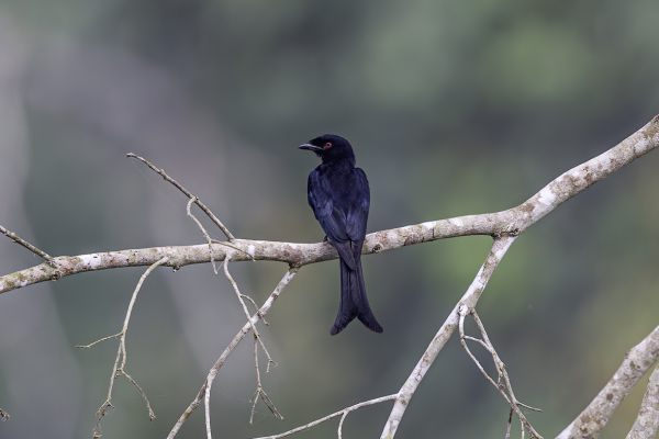 Square-tailid drongo 