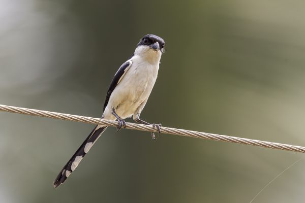  Common Fiscal 