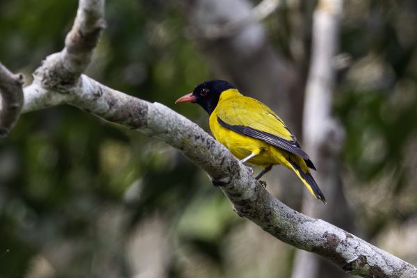 Black-winged Oriole