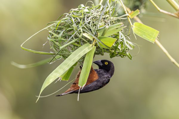 Vieillot's Black Weaver