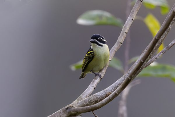 Yellow-rumped Tinkerbird