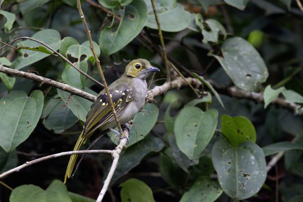 Yellow-spotted Nicator