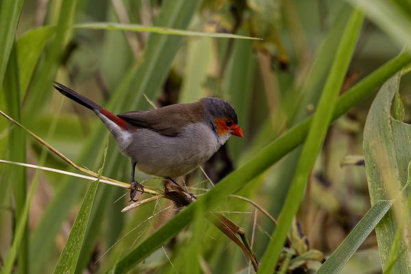 Orange-cheeked Waxbill