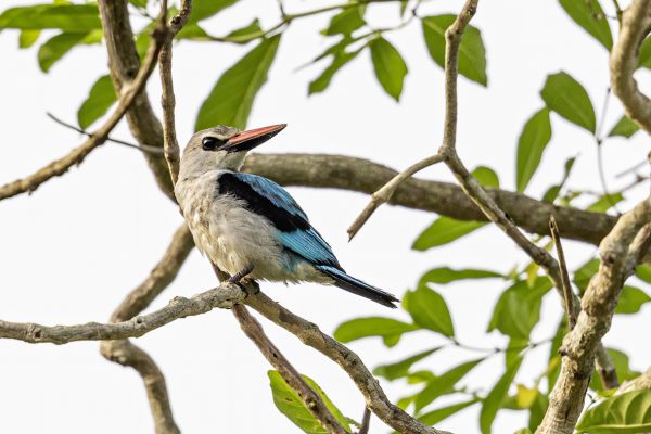 Woodland Kingfisher