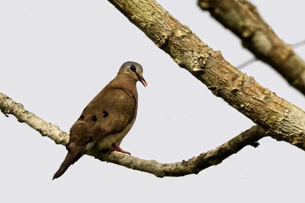 Emerald-spotted Wood Dove