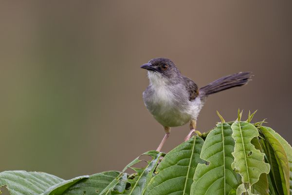 Singing Cisticola