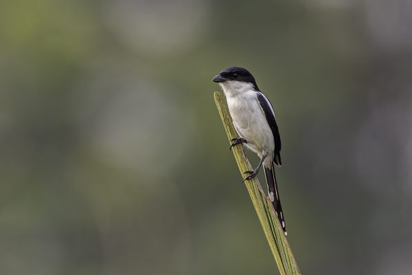 Southern Fiscal