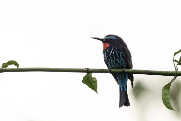 Black Bee-eater