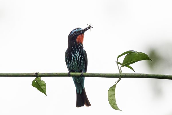 Black Bee-eater