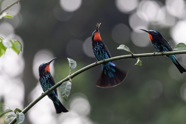 Black Bee-eater