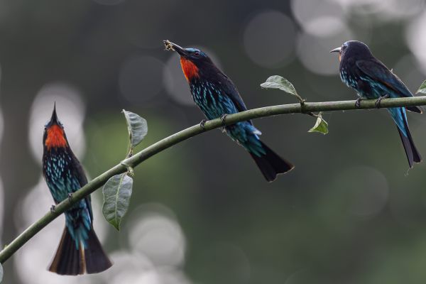 Black Bee-eater