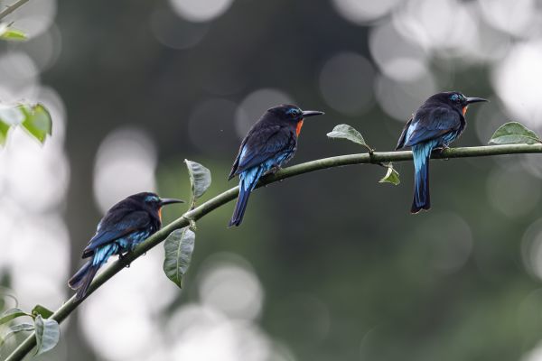 Black Bee-eater