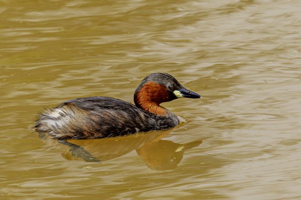 Little grebe 