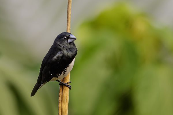 Bronze Munia