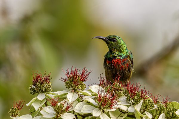Olive-bellied Sunbird