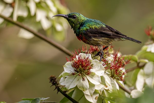 Olive-bellied Sunbird