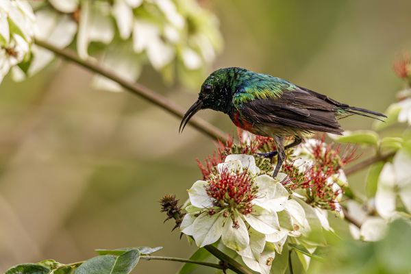 Olive-bellied Sunbird