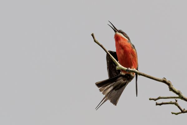 Rosy Bee-eater