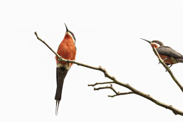 Rosy Bee-eater