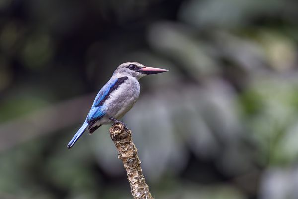 Woodland kingfisher