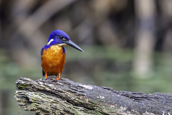Shining-blue kingfisher