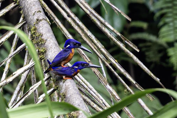 Shining-blue kingfisher