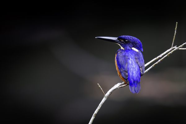 Shining-blue kingfisher