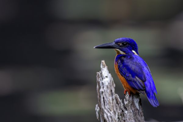 Shining-blue kingfisher
