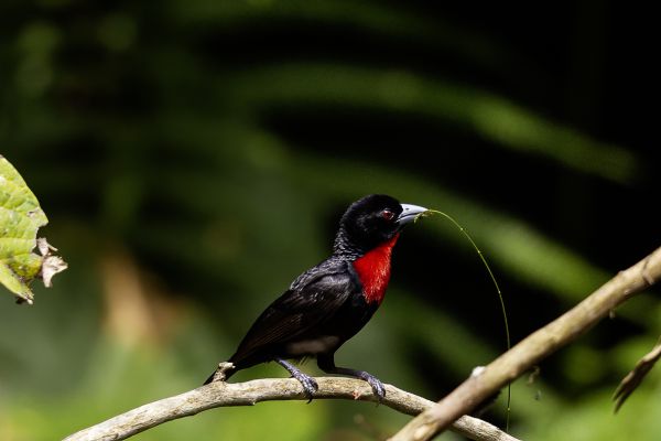 Blue-billed malimbe