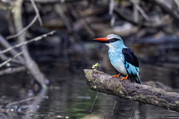 Blue-breasted kingfisher