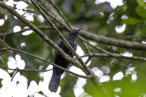 Black Cuckoo