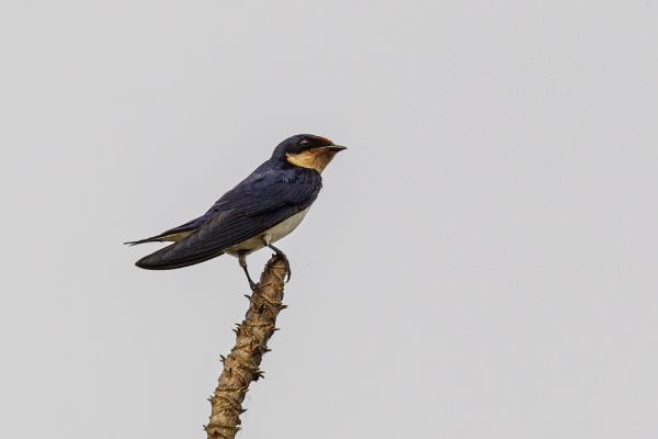 Barn Swallow