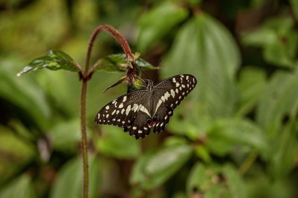 citrus swallowtail